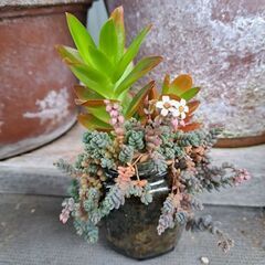 多肉植物 その133の画像