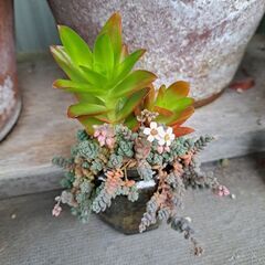 多肉植物 その133の画像