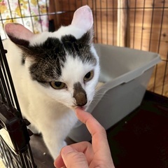 【動画あり】ヘソ天ボーイ♪遊ぶの大好き！人馴れバッチリ − 千葉県
