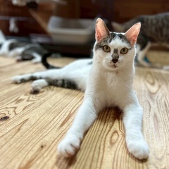 【動画あり】ヘソ天ボーイ♪遊ぶの大好き！人馴れバッチリ - 里親募集