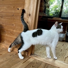 【動画あり】ヘソ天ボーイ♪遊ぶの大好き！人馴れバッチリ - 君津市