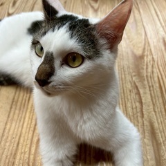 【動画あり】ヘソ天ボーイ♪遊ぶの大好き！人馴れバッチリ - 猫