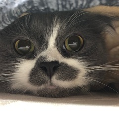 私が出来る事は無給で、お手伝いさせて頂きます。