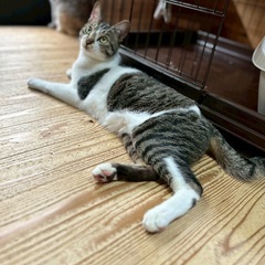 【動画あり】カギしっぽがチャームポイント！甘えん坊くん。 - 君津市