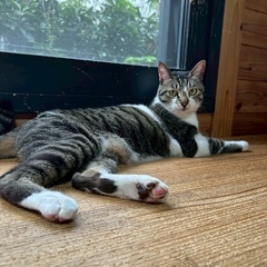 【動画あり】カギしっぽがチャームポイント！甘えん坊くん。 - 猫