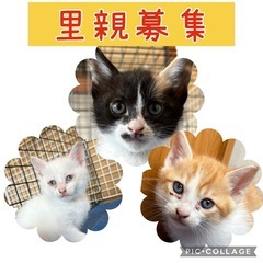 3兄妹の子猫【里親急募】