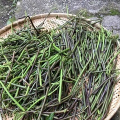 朝採りワラビ