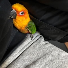 ナナイロメキシコインコ　女の子　里親募集