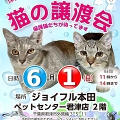 保護猫の譲渡会
