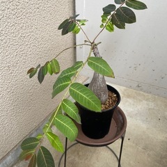 フィランサス　ミラビリス　塊根植物