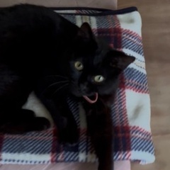 小さな黒猫の女の子