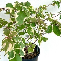 ブーゲンビリア　観葉植物　　