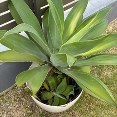 観葉植物