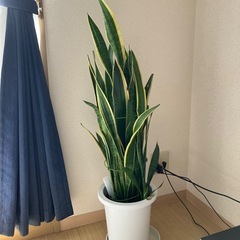 決まりました。サンスベリア
