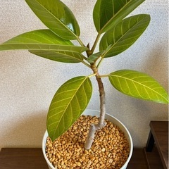 【フィカス・アルテシマ 
】