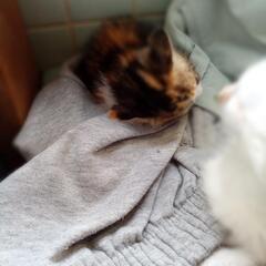 三毛さん　片目に結膜炎あります　飼い主不在確認済