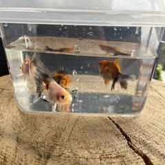 金魚（ローズテールオランダ）