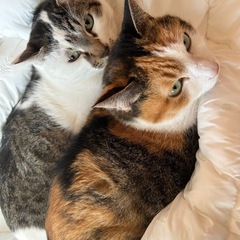 親子です