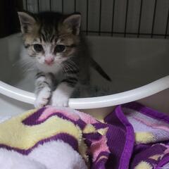 子猫(里親募集)
