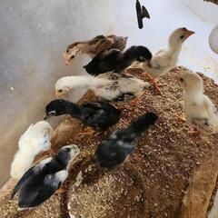 闘鶏シヤモ差し上げます。