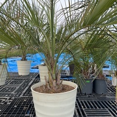 ココスヤシ🌴シンボルツリー❗️
