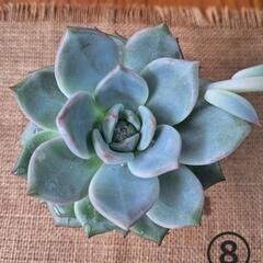 まとめて多肉植物(8～12cm)の画像