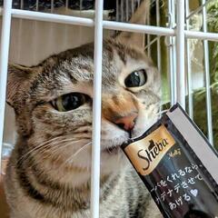 物置に来ていたちょっと成長した子猫達4匹を保護したので３匹を里親...