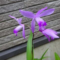 紫蘭　紫らん　シラン２株　ガーデニング　苗　草花　Ａ