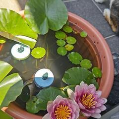 メダカ差し上げます🐟⑦