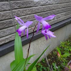 紫蘭　紫らん　シラン２株　ガーデニング　苗　草花　園芸　植物　Ａの画像