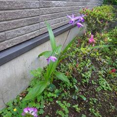 紫蘭　紫らん　シラン２株　ガーデニング　苗　草花　園芸　植物　Ａの画像