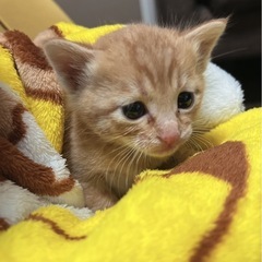 里親様、探してます🐱✨