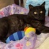 ランキングキーワードに紐づく投稿画像-黒猫