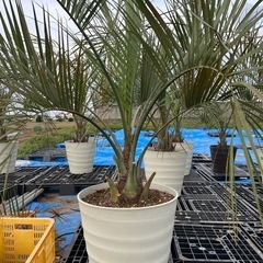 ココスヤシ❗️シンボルツリー🌴
