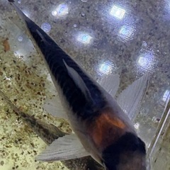 コリドラス　1匹の画像