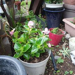 花の鉢