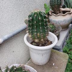 花の鉢の画像