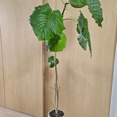 フィカス・ウンベラータ　無料　観葉植物の画像