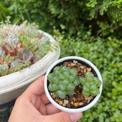 多肉植物 ハオルチア オブツーサの画像