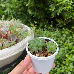 多肉植物 ハオルチア オブツーサ