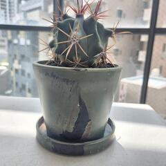 フェロカクタス・偉冠竜の画像