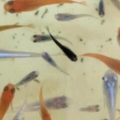📣　いろいろメダカ（成魚）10匹の画像
