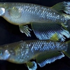 (決まりました)フロマージュ 10匹×2セット