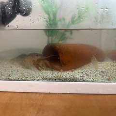 川　ザリガニの画像