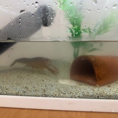 川　ザリガニの画像