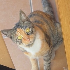 仲良しな2匹。是非一緒に居させてください。