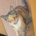 ランキングキーワードに紐づく投稿画像-黒猫