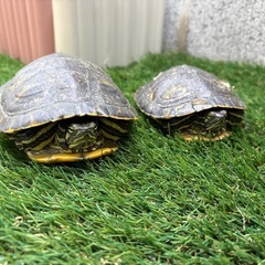 ミドリガメ　2匹