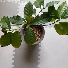 決まりました　観葉植物　コーヒーの木　差し上げます