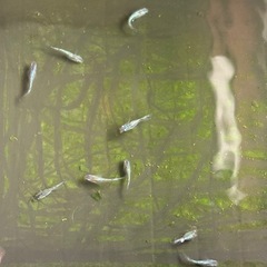 メダカ　何匹でもの画像